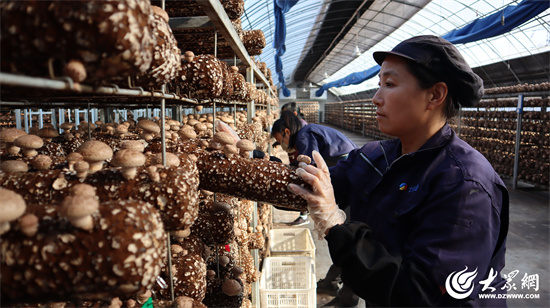 Seven Rivers Biotechnology: Remodelando a Indústria de Cogumelos Shiitake com Fábricas Inteligentes, Liderando a Transformação Digital da Agricultura 02.jpg 
