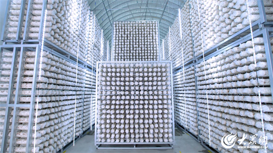 Seven Rivers Biotechnology: Remodelando a Indústria de Cogumelos Shiitake com Fábricas Inteligentes, Liderando a Transformação Digital da Agricultura 04.jpg 